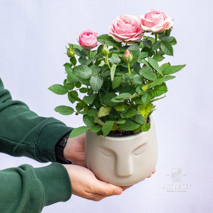 Роза горшечная 25 см