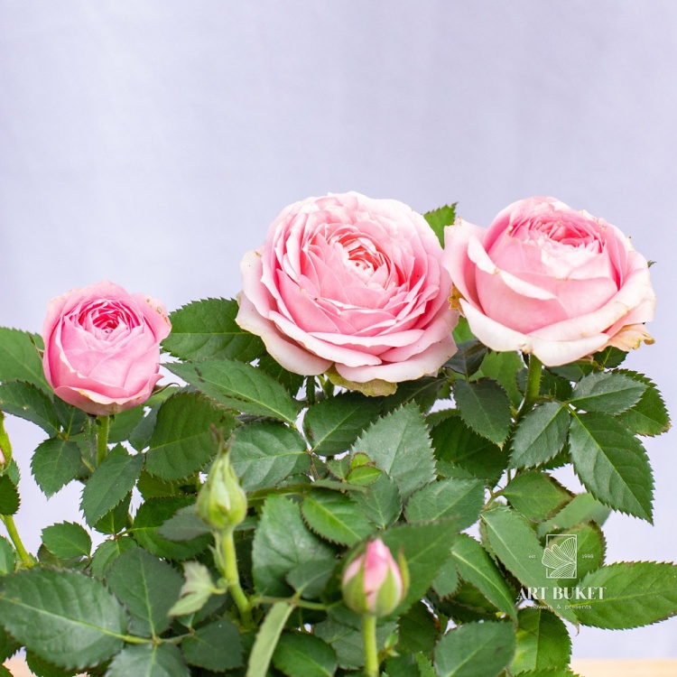 Роза горшечная 25 см