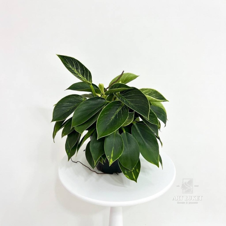 Филодендрон d12 35 см