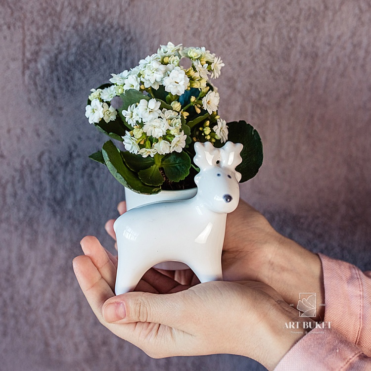 Каланхое 10 см