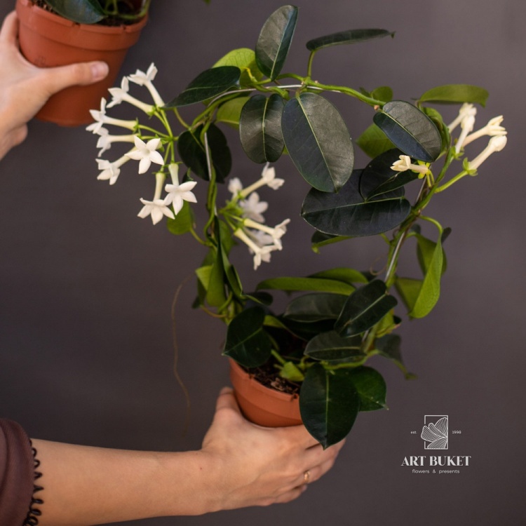 Стефанотис