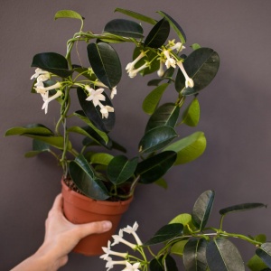 Стефанотис