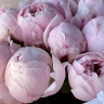 9 ярко-розовых пионов