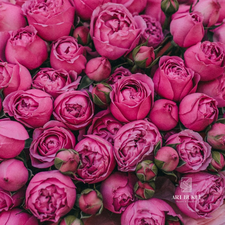 21 пионовидная кустовая роза "Misty Bubbles"