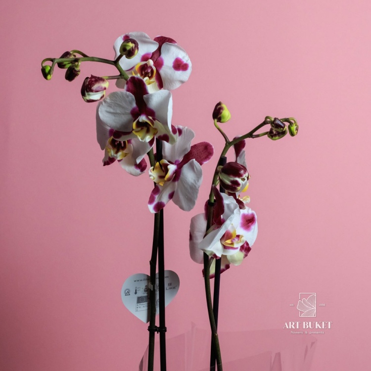 Орхидея фаленопсис