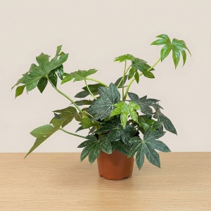 Фатсия японская D-14 H-43