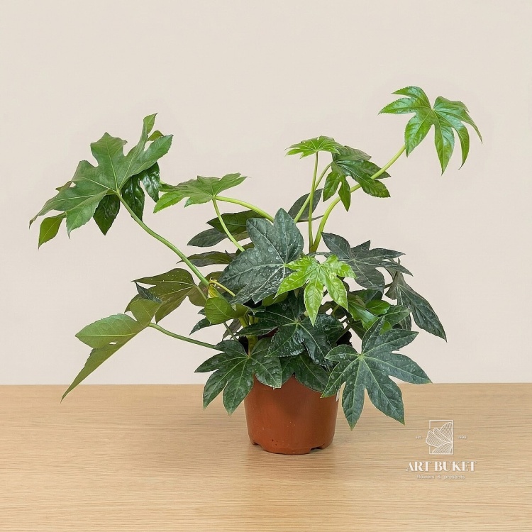 Фатсия японская D-14 H-43