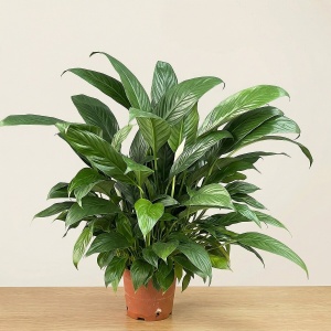 Спатифиллум Файн Вайн d-10 h-40