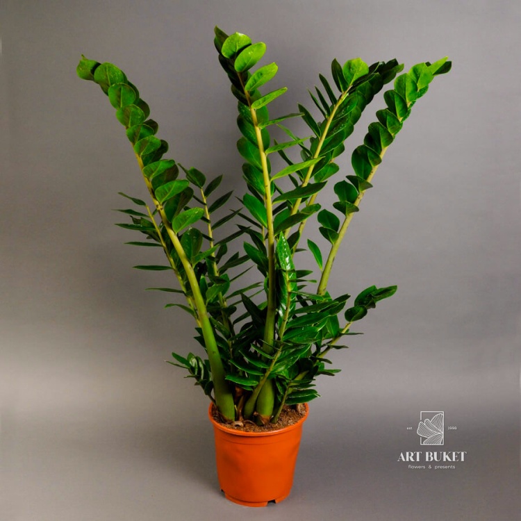 Замиокулькас (Zamioculcas) 80 см