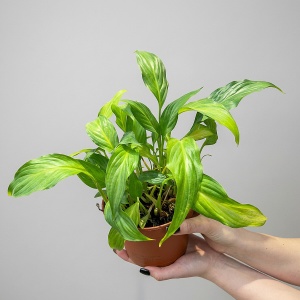 Cпатифиллум Купидо d-15 H-50