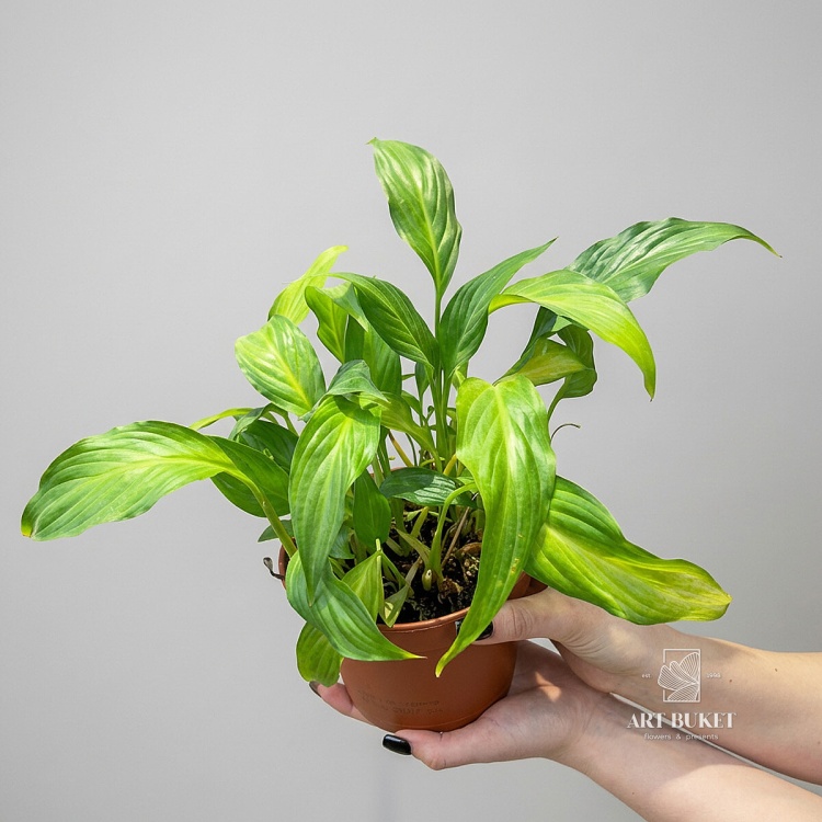 Cпатифиллум Купидо d-15 H-50