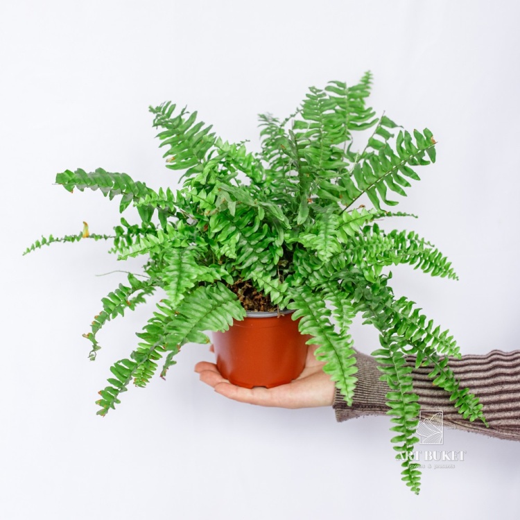 Нефролепис "Грин Момент" D-12 H-52