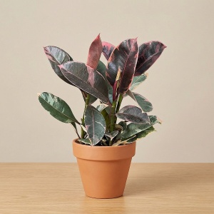 Фикус Эластика Белиз d10 h 20