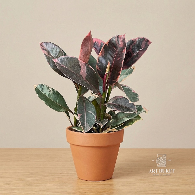 Фикус Эластика Белиз d10 h 20