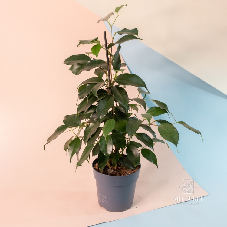 Фикус Бенджамина 30 см