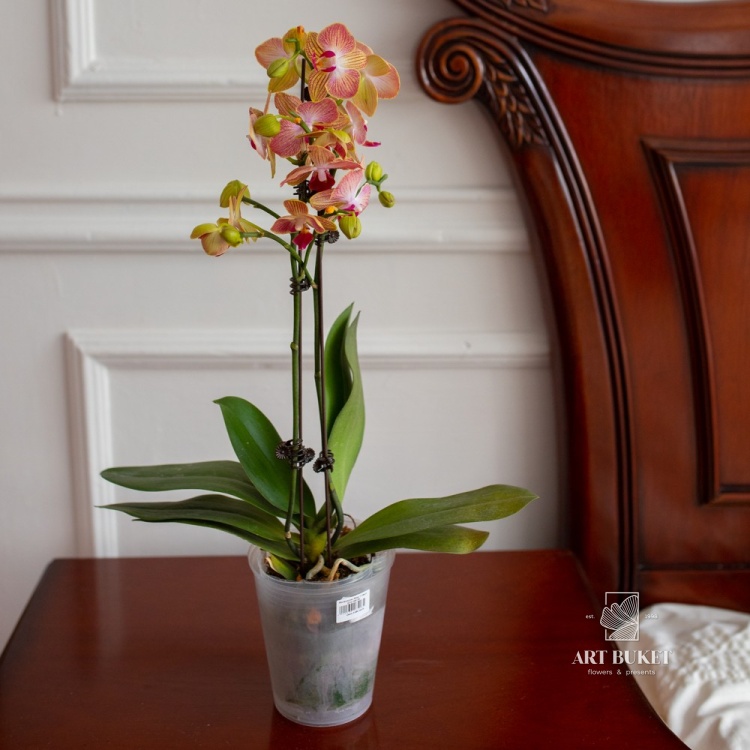 Фаленопсис Микс 1 ствол (D9 H40-70)