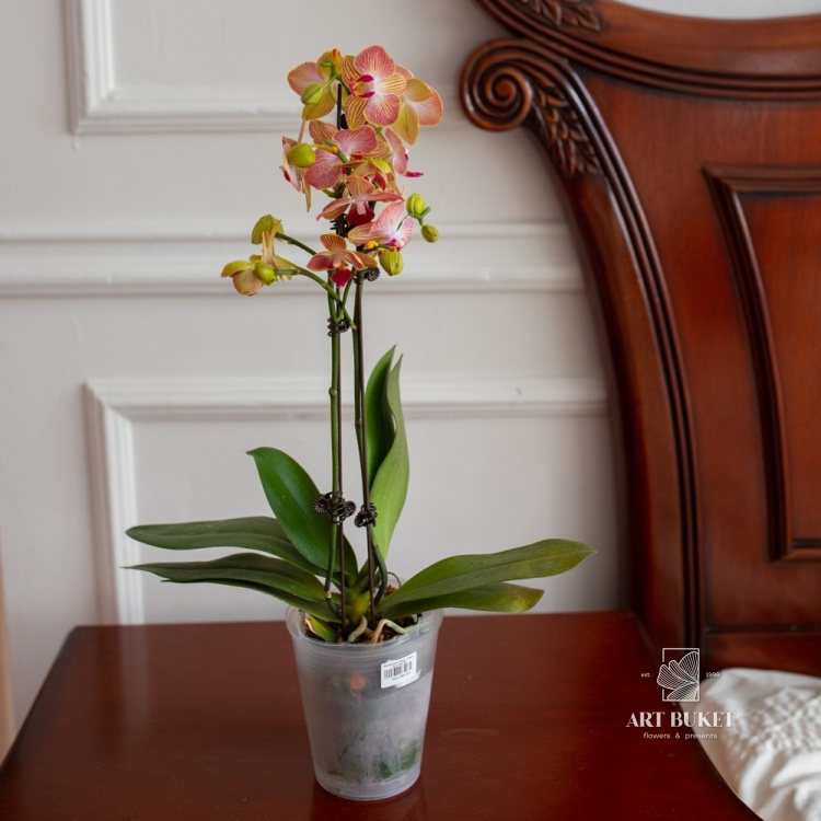 Фаленопсис Микс 1 ствол (D9 H40-70)