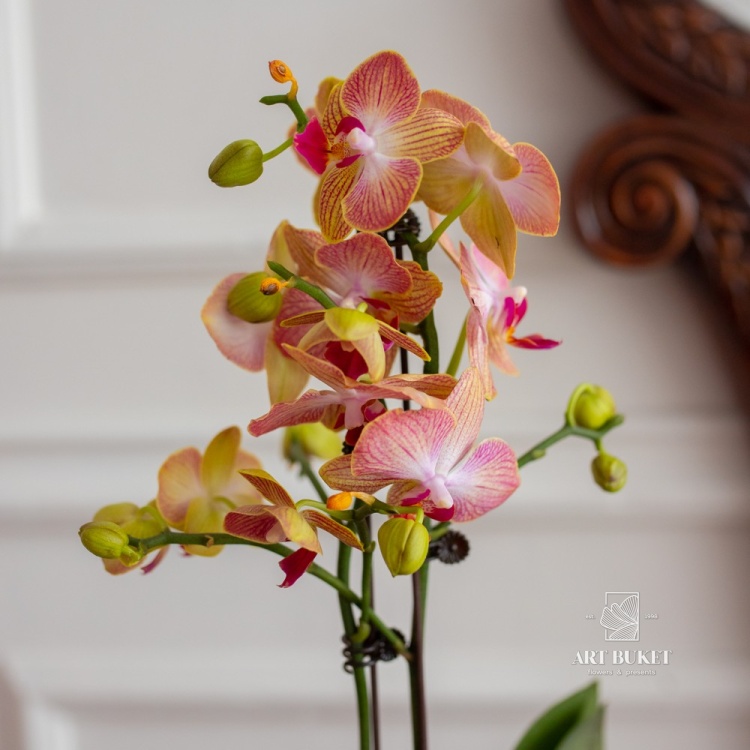 Фаленопсис Микс 1 ствол (D9 H40-70)