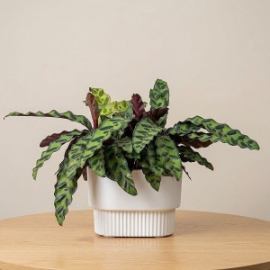 Калатея Лансифолия d-21 h-30