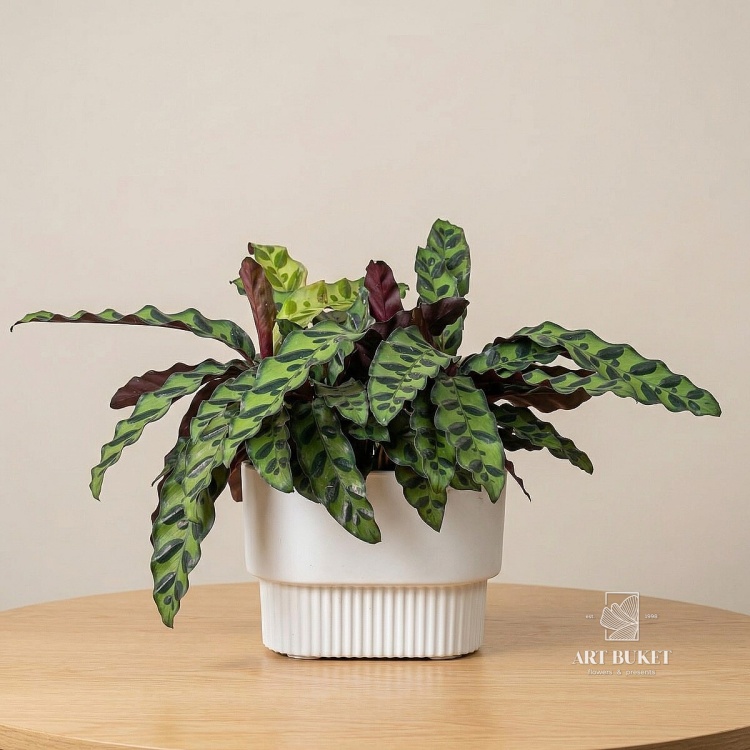 Калатея Лансифолия d-21 h-30