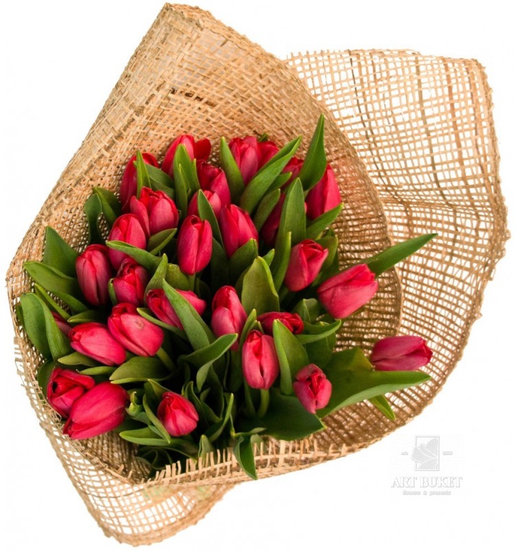 Tulipa