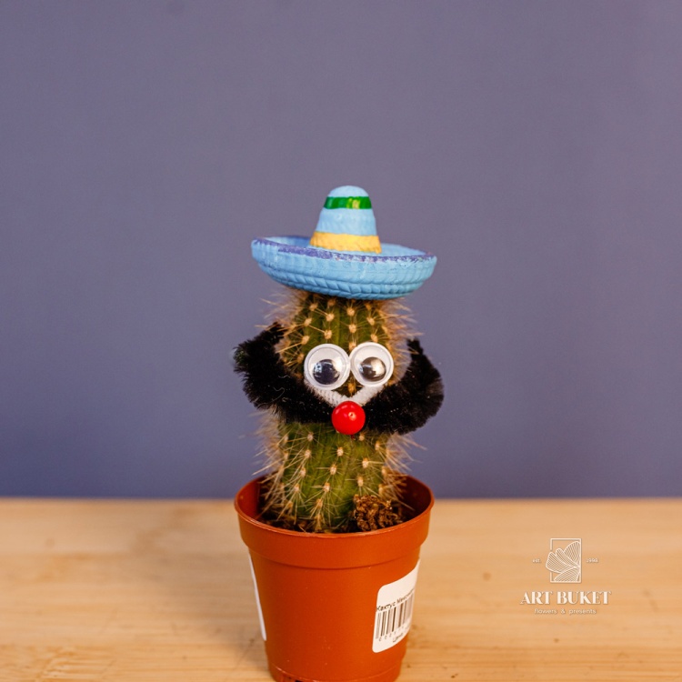 Кактус Мексикана 8 см D 5,5