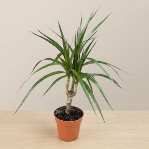 Драцена Маргината D-9 H-40