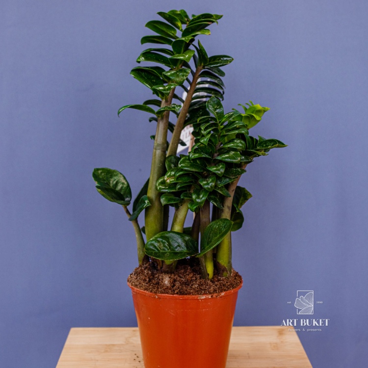 Замиокулькас Зензи D14 H40