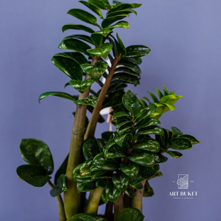 Замиокулькас Зензи D14 H40