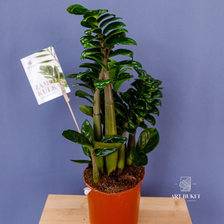 Замиокулькас Зензи D14 H40