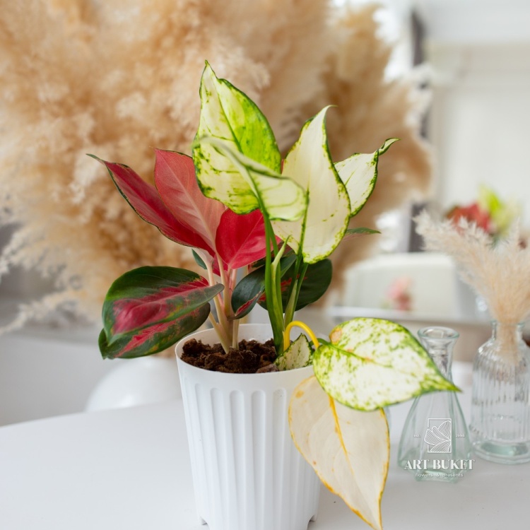 Аглаонема Белая и Красная D 12