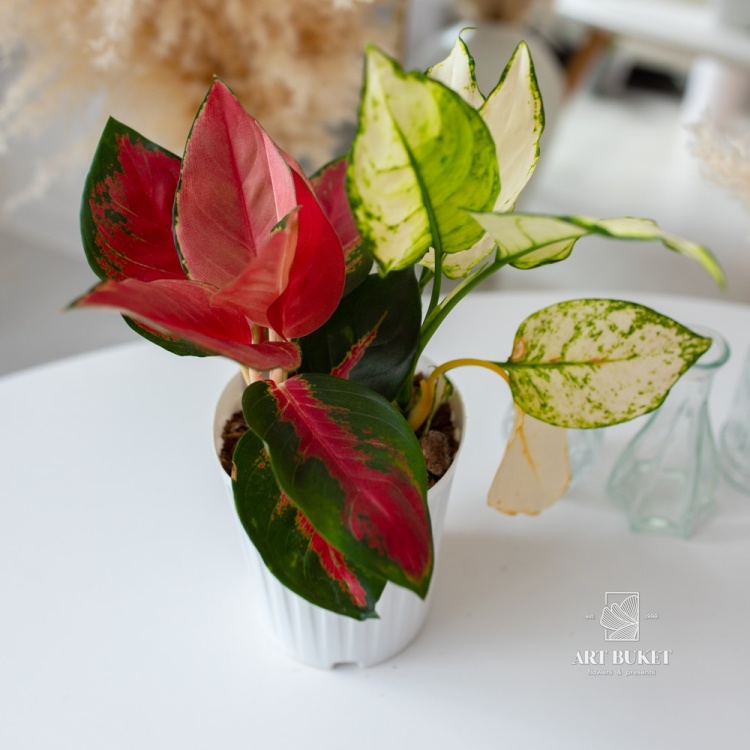 Аглаонема Белая и Красная D 12