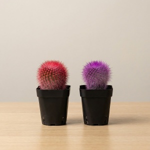 Кактус краш. шар микс d-7 h-11