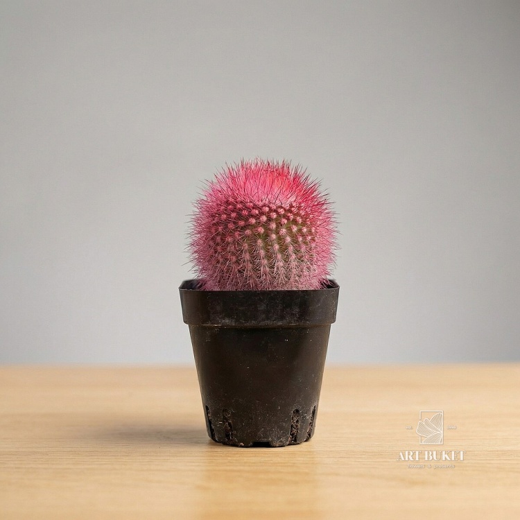 Кактус краш. шар микс d-7 h-11