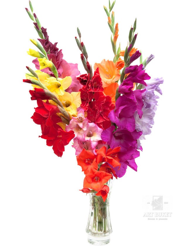 Гладиолусы