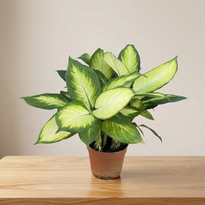 Диффенбахия Марианна D-16 H-50