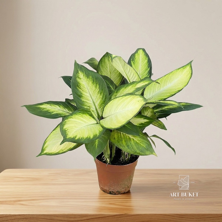 Диффенбахия Марианна D-16 H-50