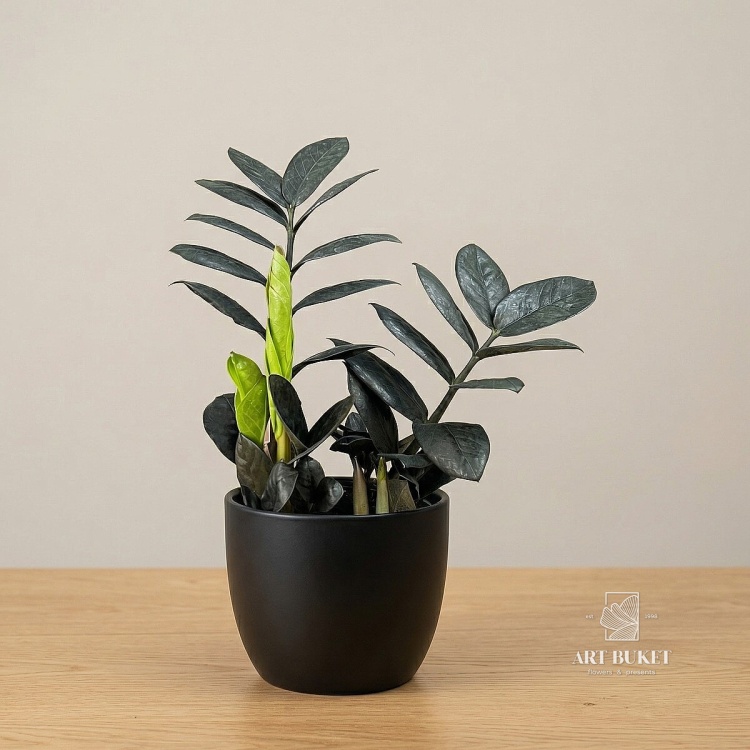 Замиокулькас D-12 H-25