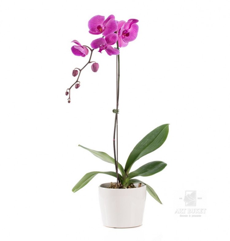 Орхидея горшечная