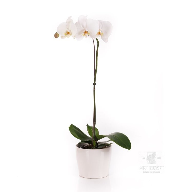 Орхидея горшечная