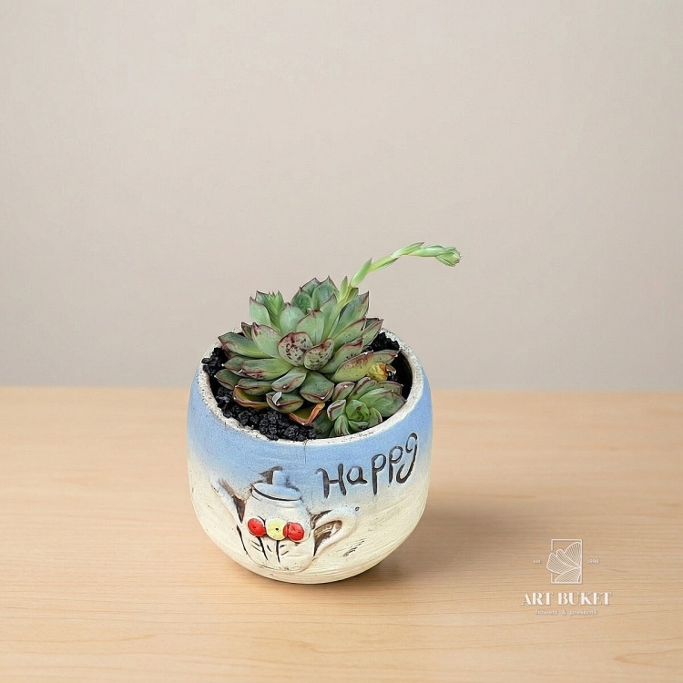 Суккулент композиция в керамике D-8 H-9