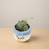 Суккулент композиция в керамике D-8 H-9