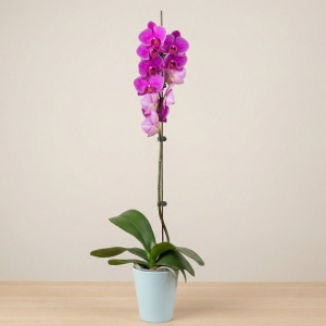 Фаленопсис Микс 1 ст D-12