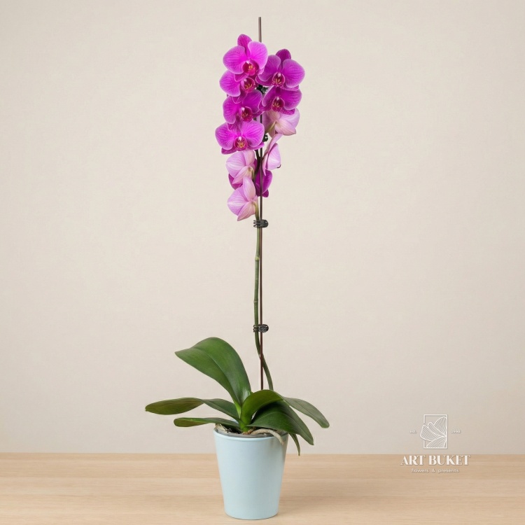 Фаленопсис Микс 1 ст D-12