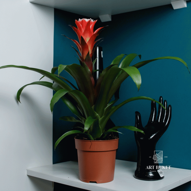 Гузмания 50 см