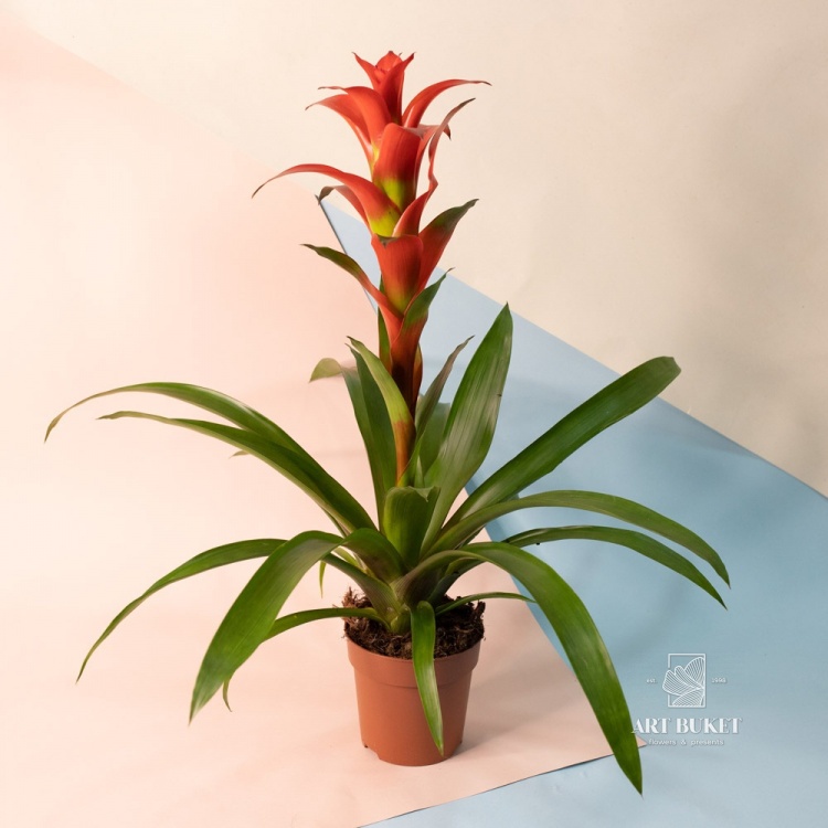 Гузмания 50 см