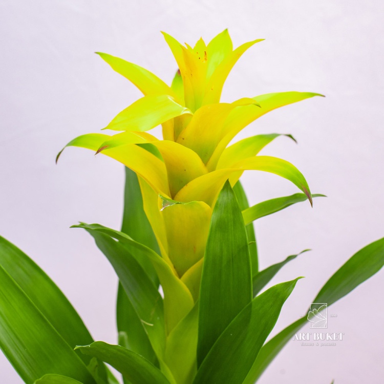 Гузмания 50 см