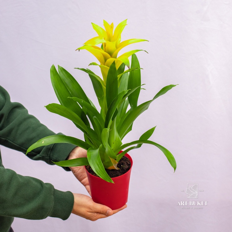 Гузмания 50 см