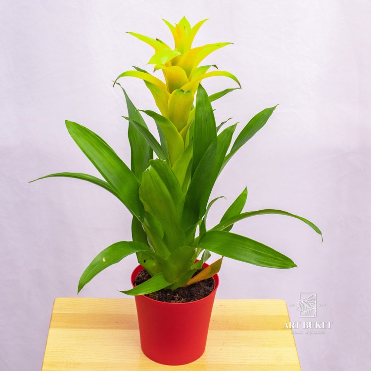 Гузмания 50 см