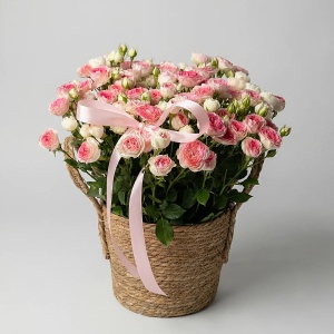 15 кустовых Midnight Magic в корзине